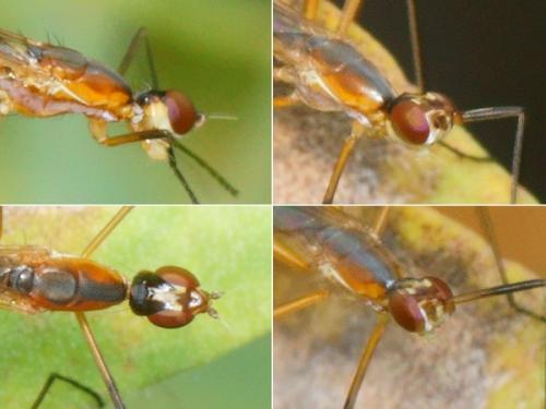 Micropeza grallatrix